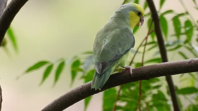 Папуга-горобець жовтощокий - ML496024941