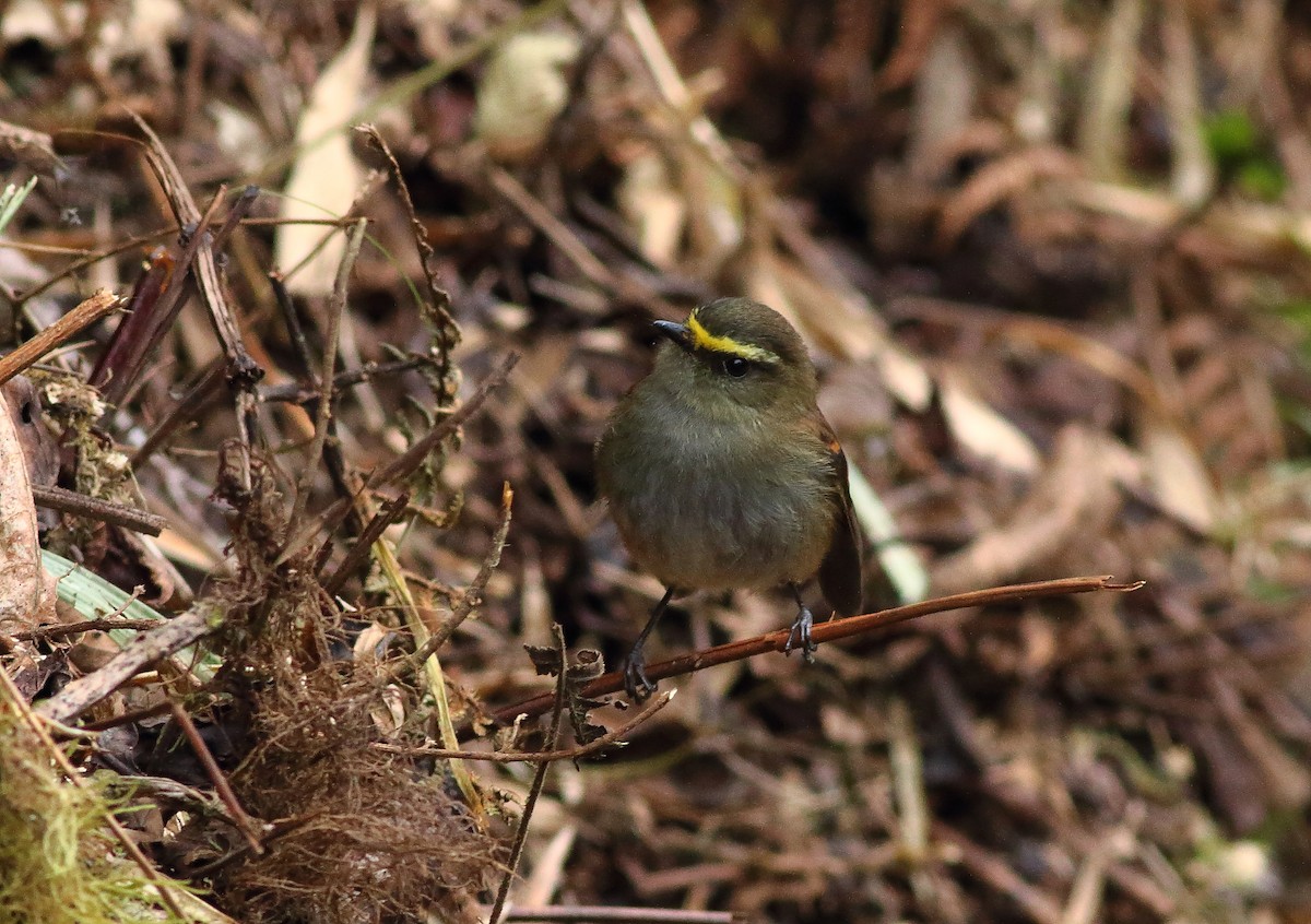 Golden-browed Chat-Tyrant - ML496025461