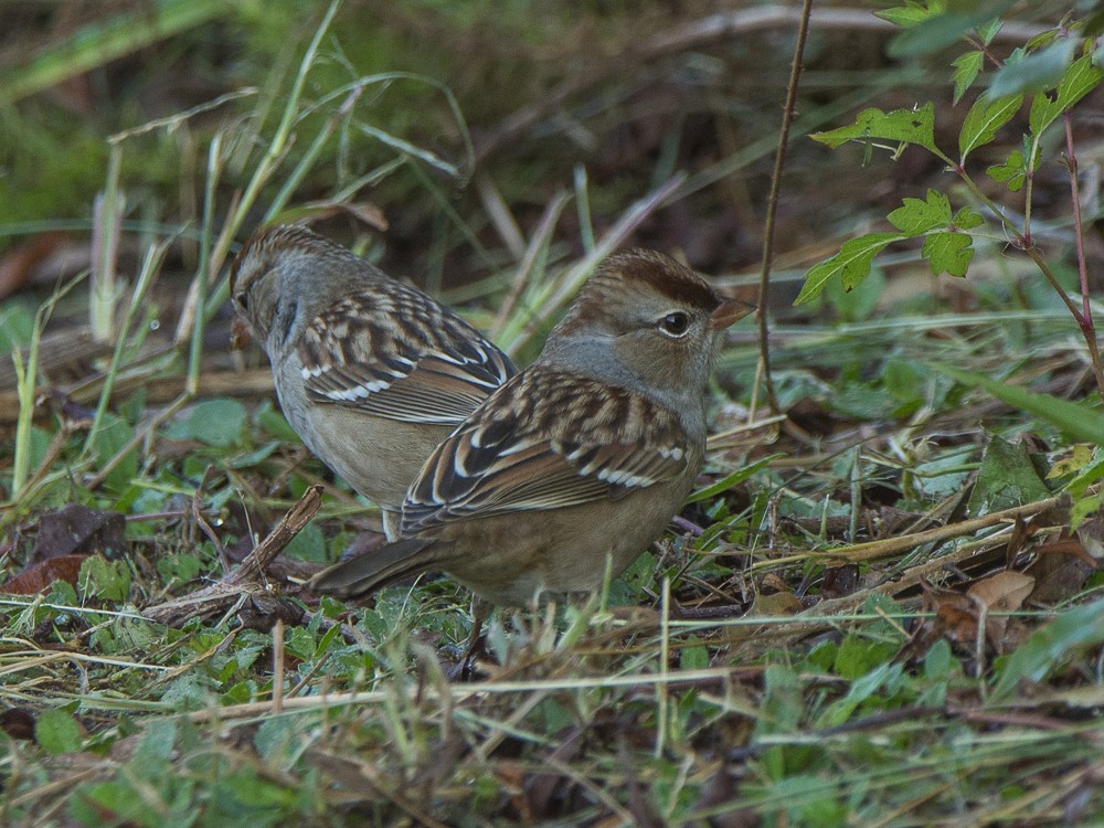 White-crowned Sparrow - Aija Konrad