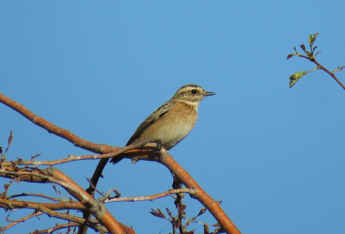 Whinchat - ML496028101
