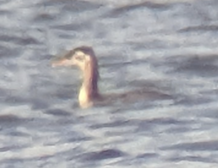 Red-necked Grebe - ML496028191