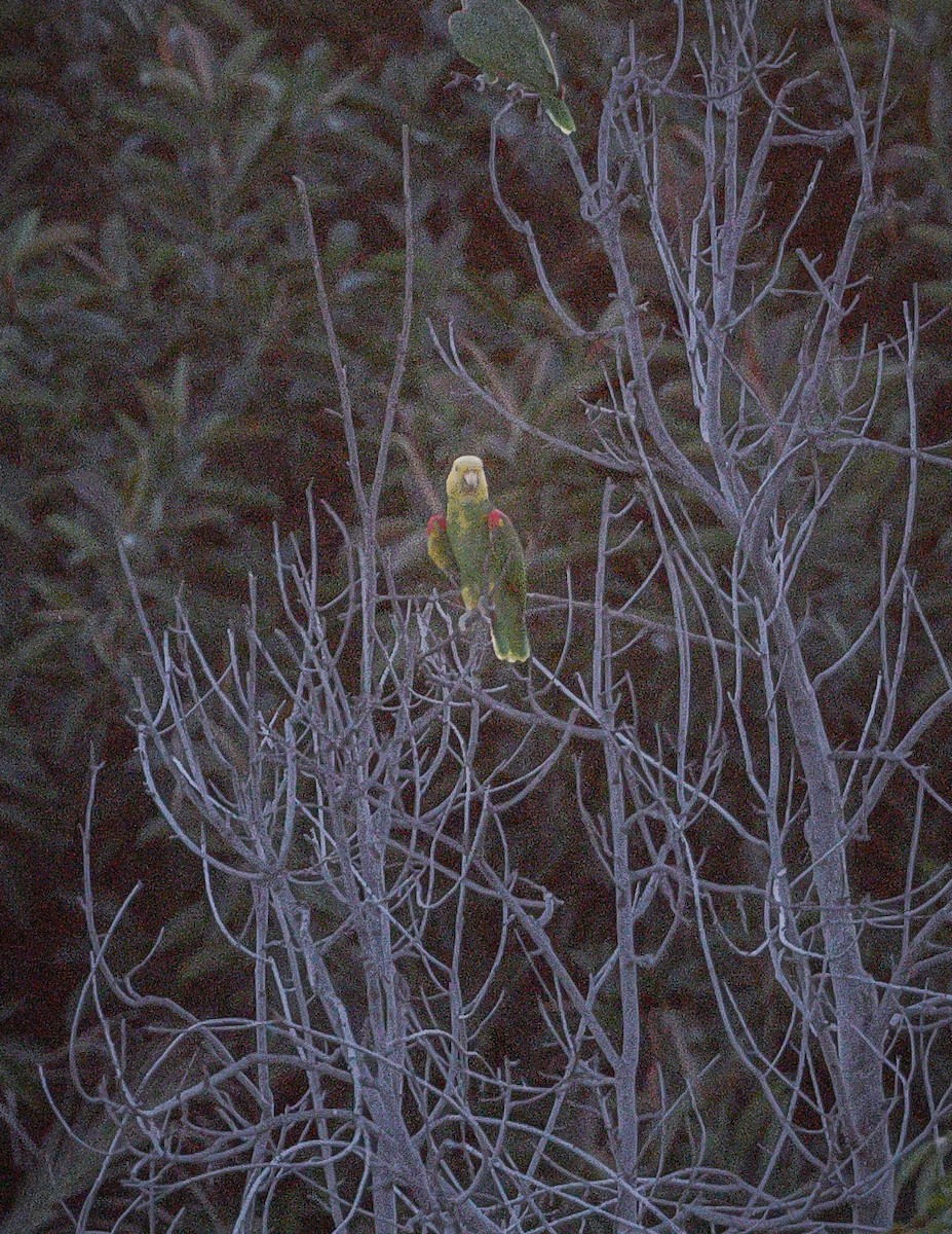 Yellow-headed Parrot - ML496028771