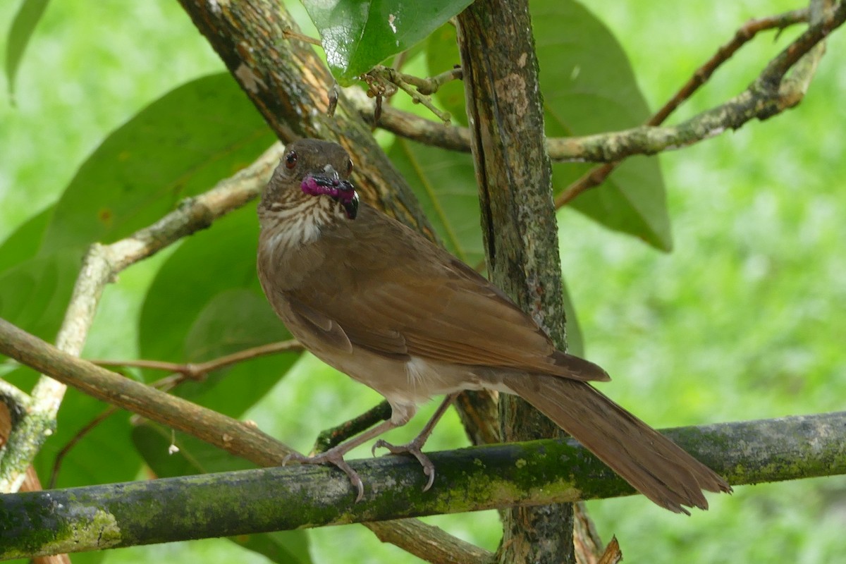 Pale-breasted Thrush - ML49603081