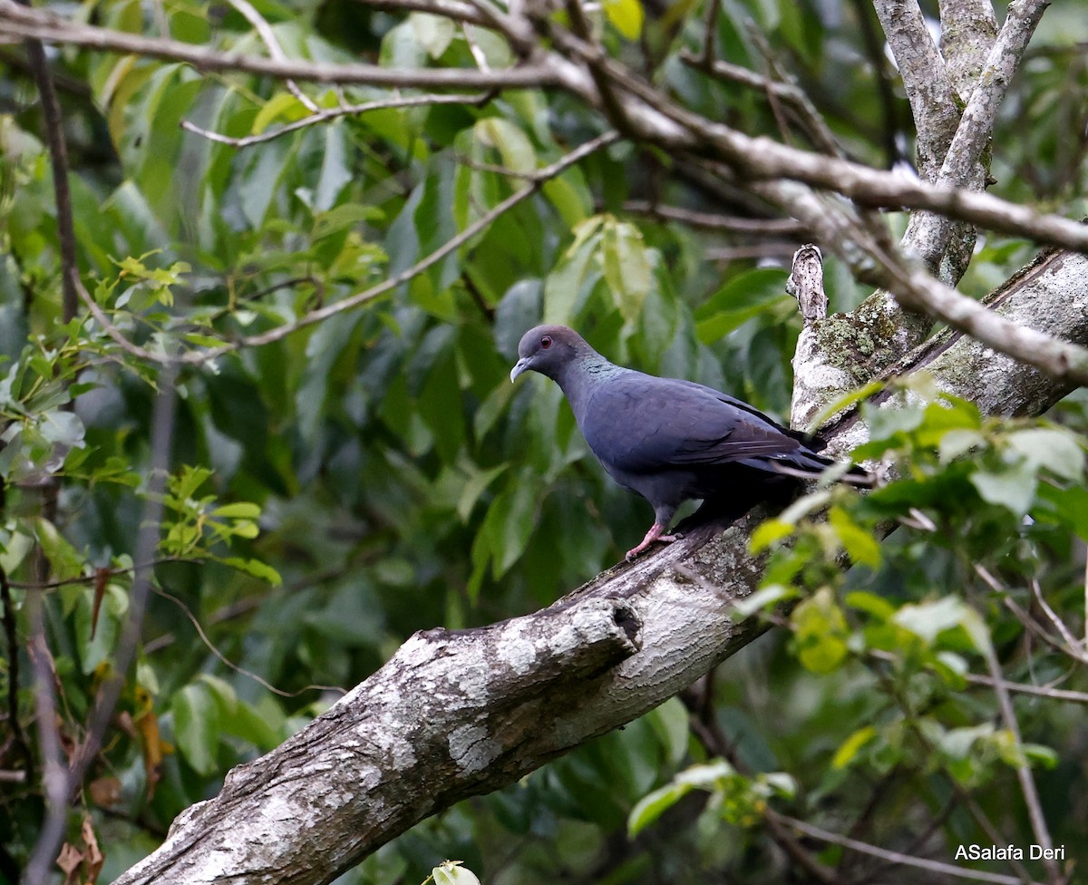 Delegorgue's Pigeon (Southern) - ML496031611