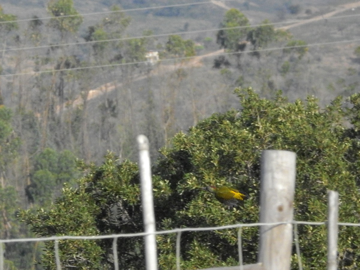 Iberian Green Woodpecker - ML496035221