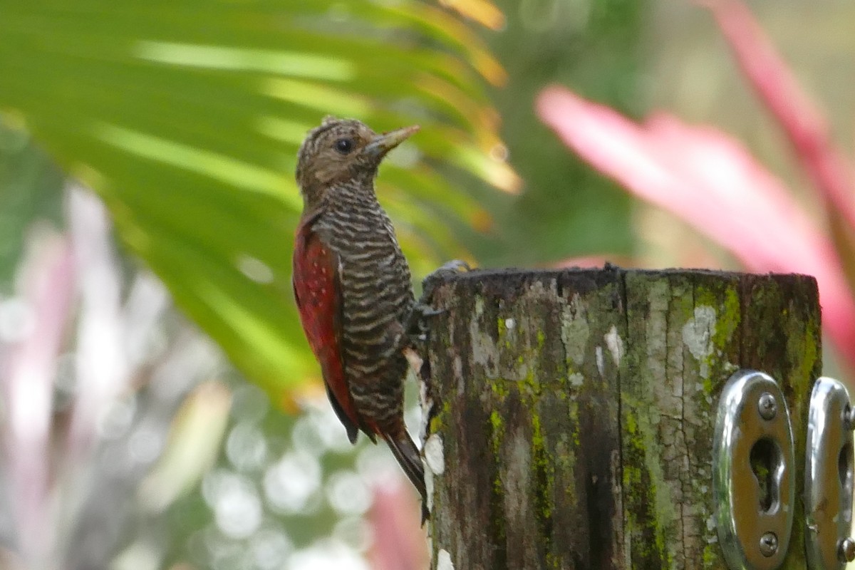 Blood-colored Woodpecker - ML49603741