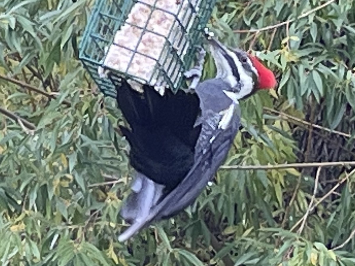 Pileated Woodpecker - ML496039061