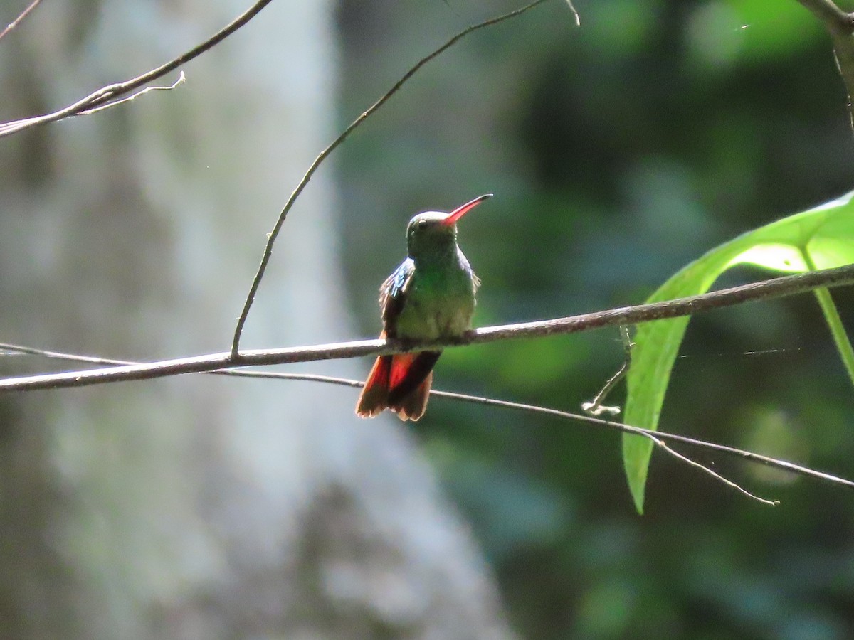 Rufous-tailed Hummingbird (Rufous-tailed) - ML496043121