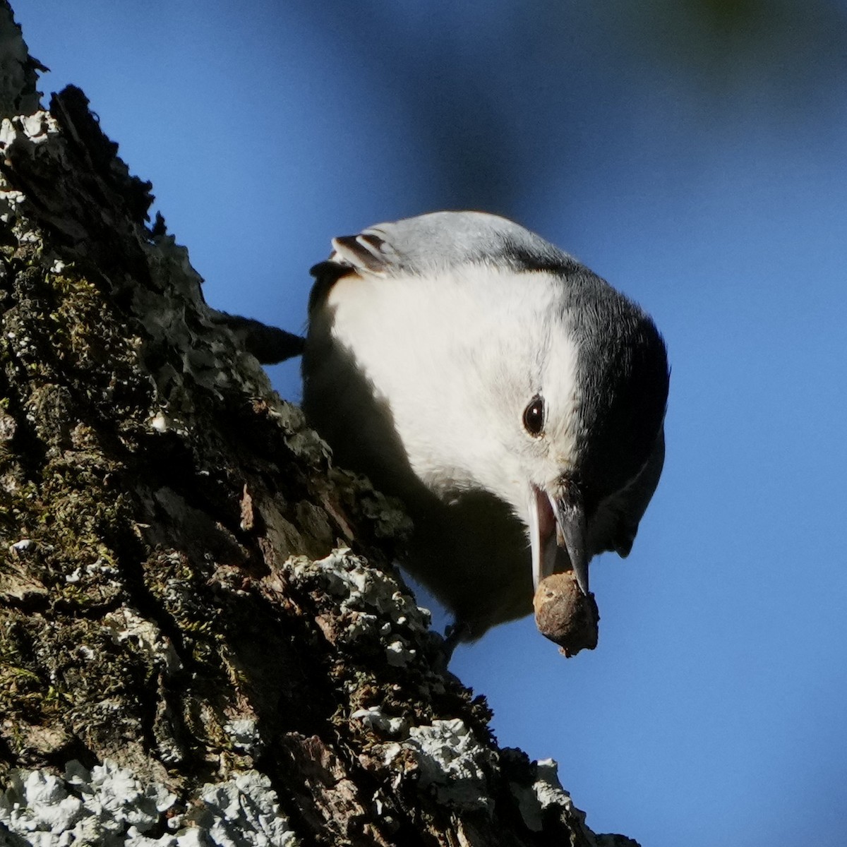 White-breasted Nuthatch - ML496045271