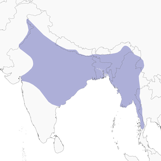 Distribution of the&nbsp;Indian Pied Starling - Range Map