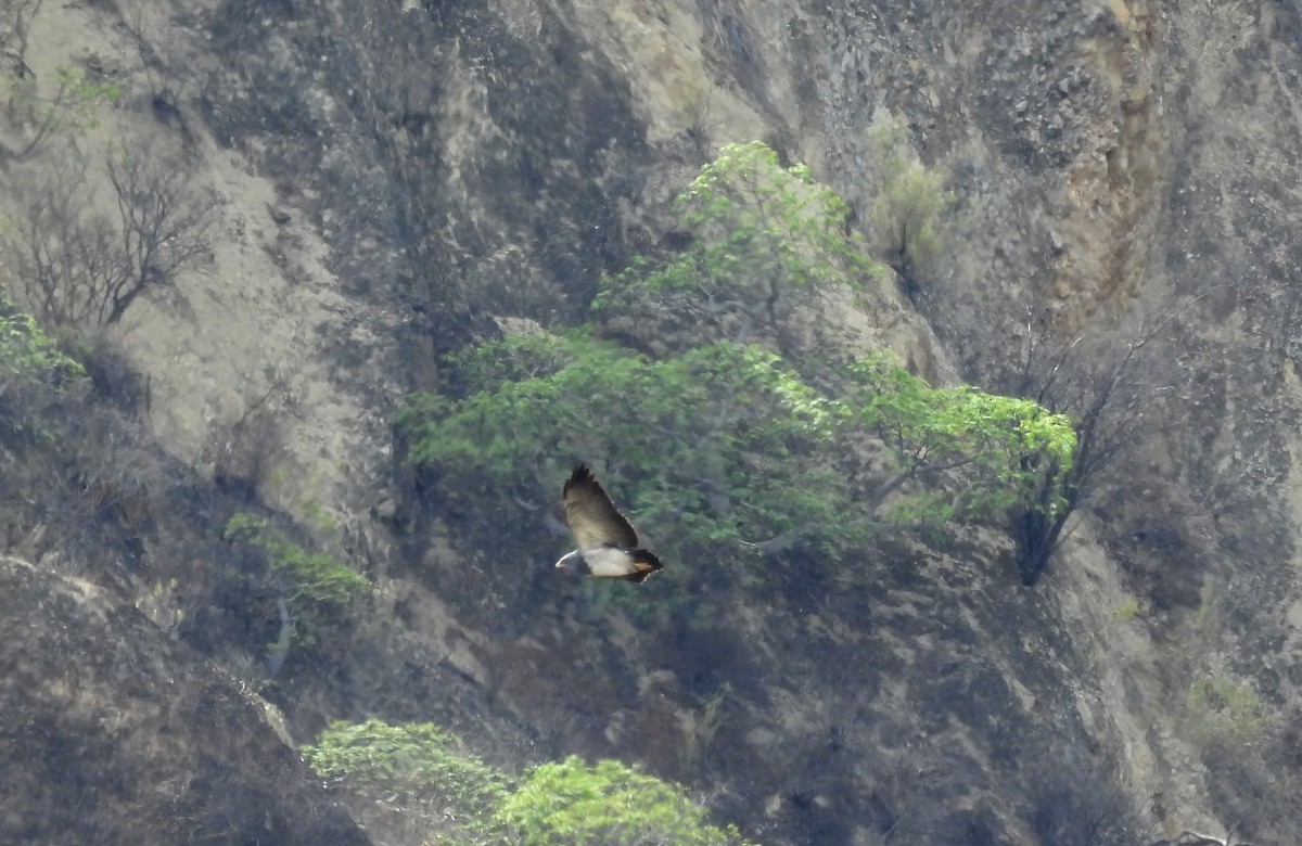 Black-chested Buzzard-Eagle - Fernando Angulo - CORBIDI