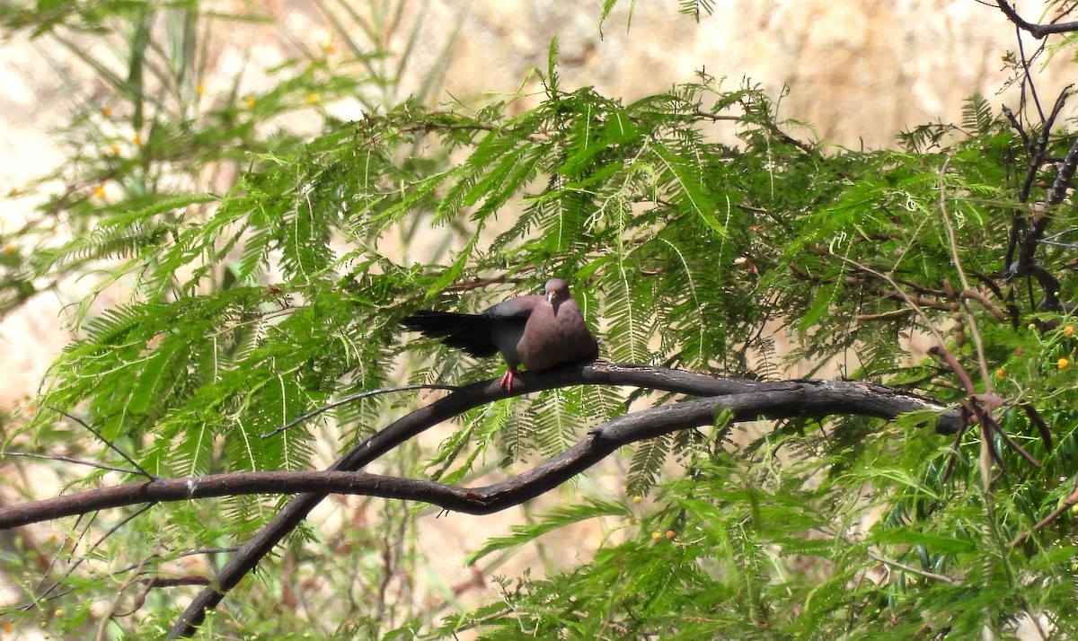 Pigeon du Pérou - ML496051501