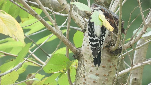 Downy Woodpecker (Eastern) - ML496056021