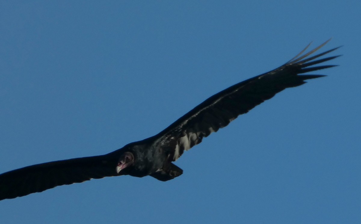 Turkey Vulture - ML496059641
