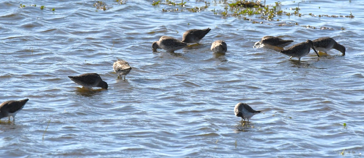 Long-billed Dowitcher - ML496059681