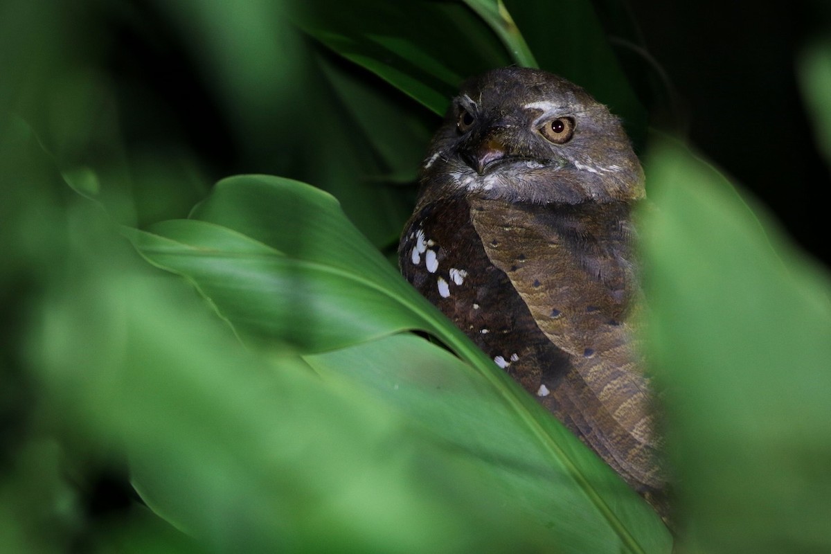 Solomons Frogmouth - ML496063371