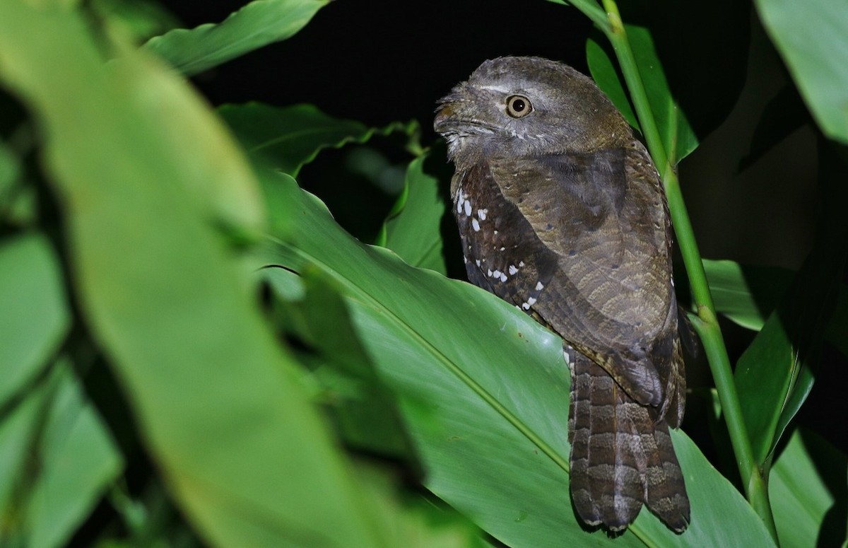 Solomons Frogmouth - ML496063381