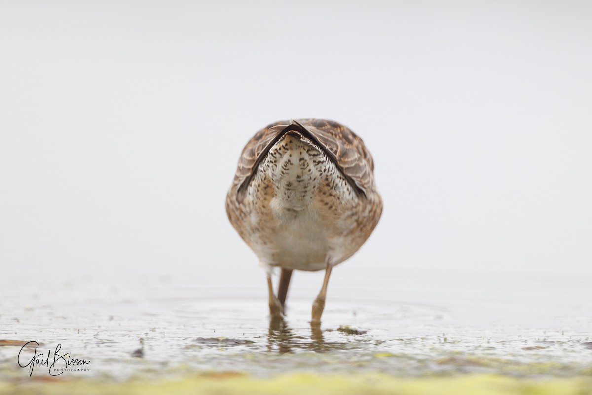 Long-billed Dowitcher - ML496064241