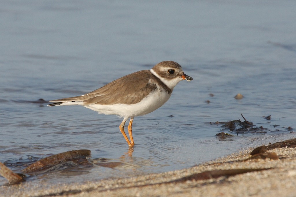 Semipalmated Plover - ML49606471