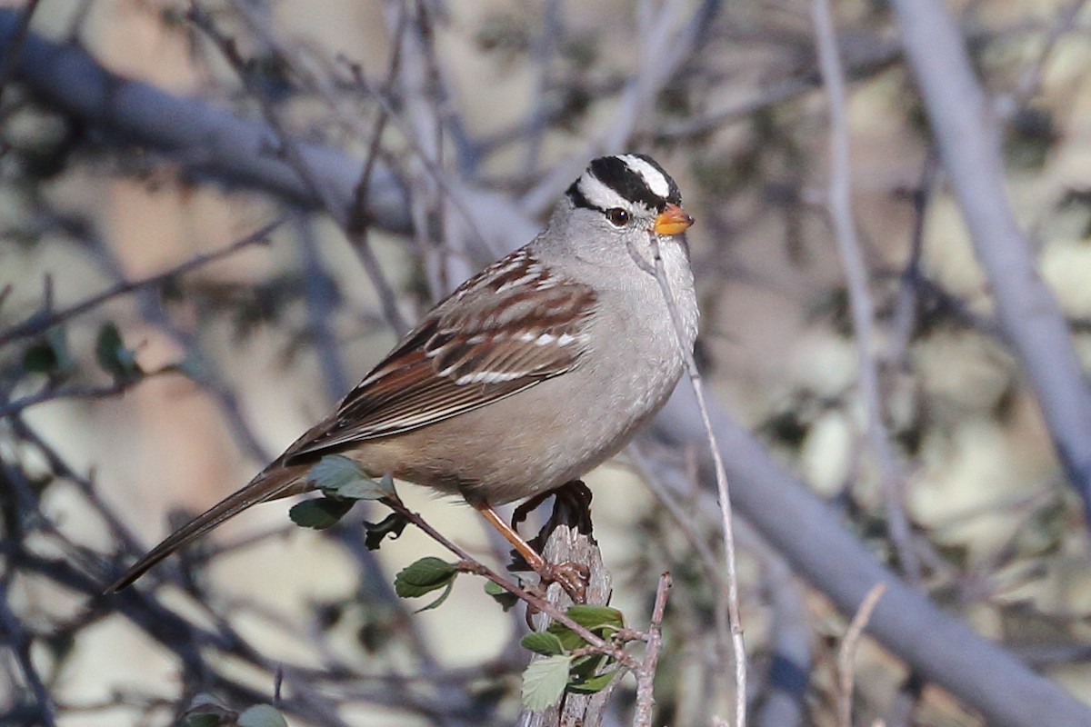 White-crowned Sparrow - ML496064851