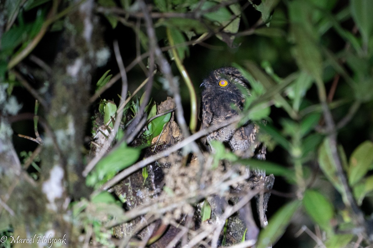 Andean Potoo - ML496065221
