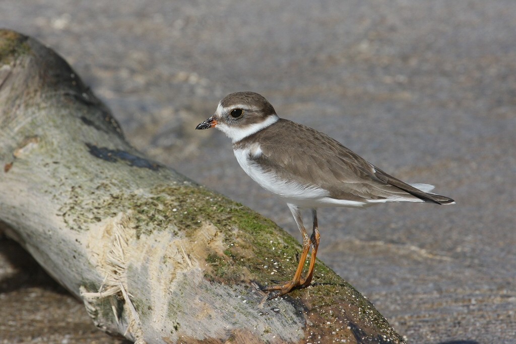 Semipalmated Plover - ML49606541