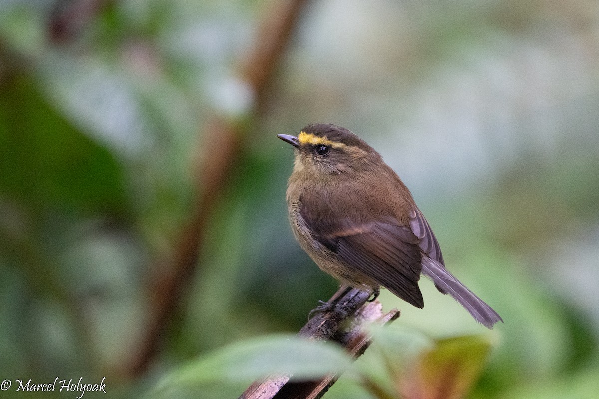Yellow-bellied Chat-Tyrant - ML496065761
