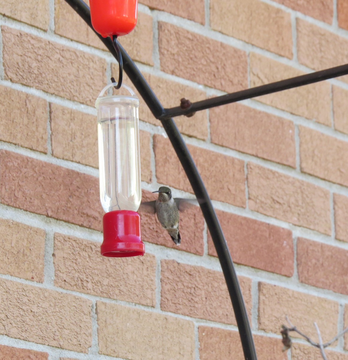Ruby-throated Hummingbird - ML496068861