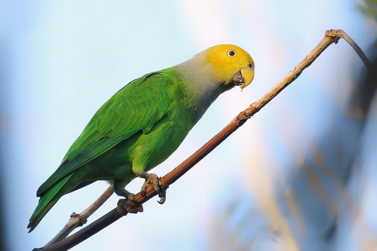 Singing Parrot - Joshua Bergmark | Ornis Birding Expeditions