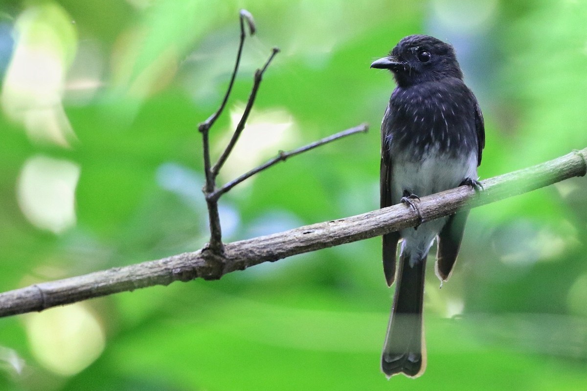 White-winged Fantail - ML496070411