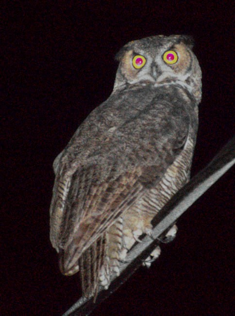 Great Horned Owl - Alexander deBarros