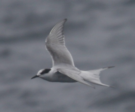 Arctic Tern - logan kahle