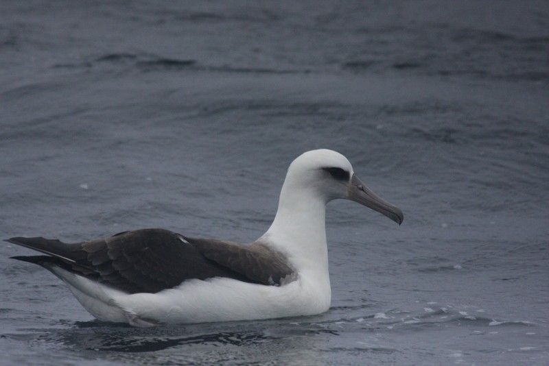 albatros laysanský - ML49607731