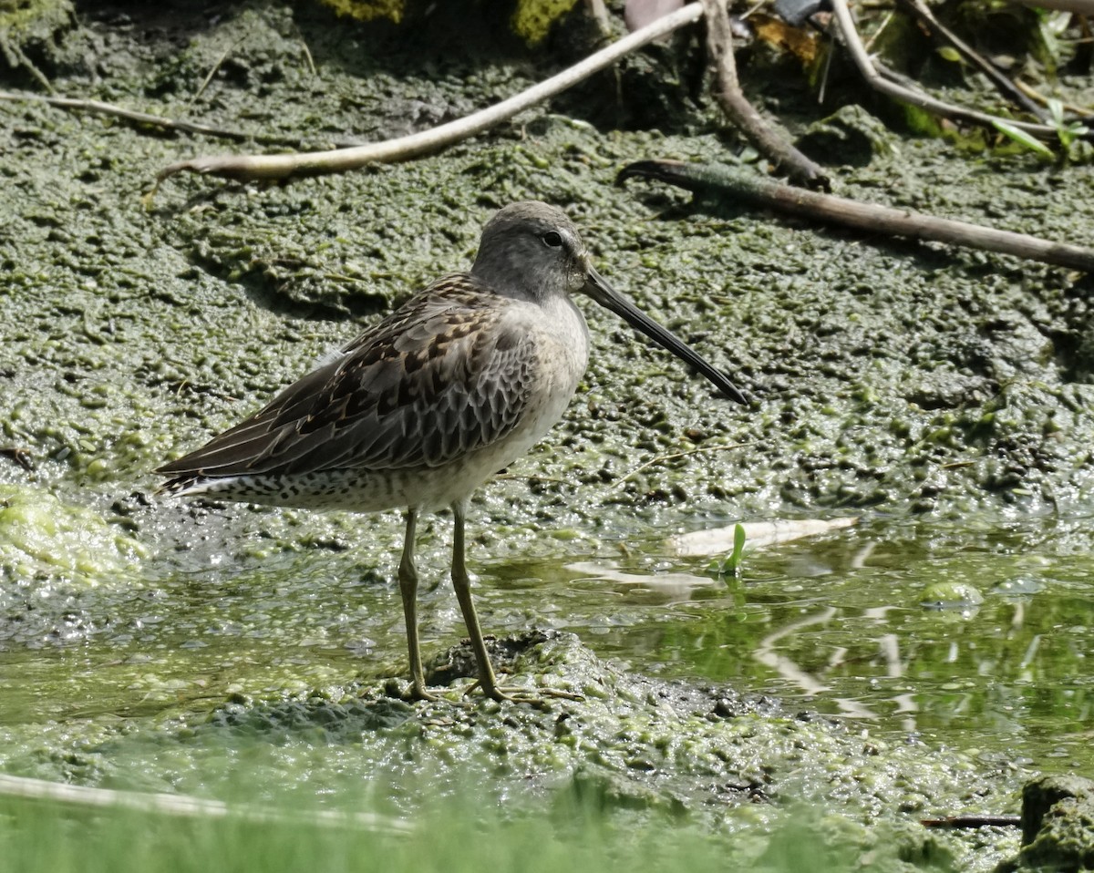 Long-billed Dowitcher - ML496084221