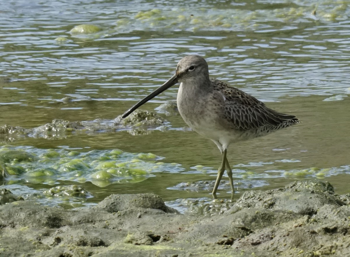 Long-billed Dowitcher - ML496084231