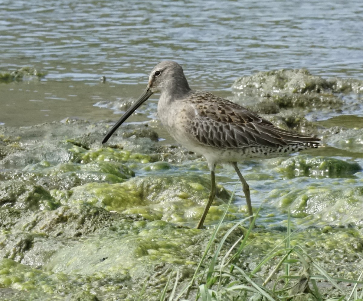 Long-billed Dowitcher - ML496084241