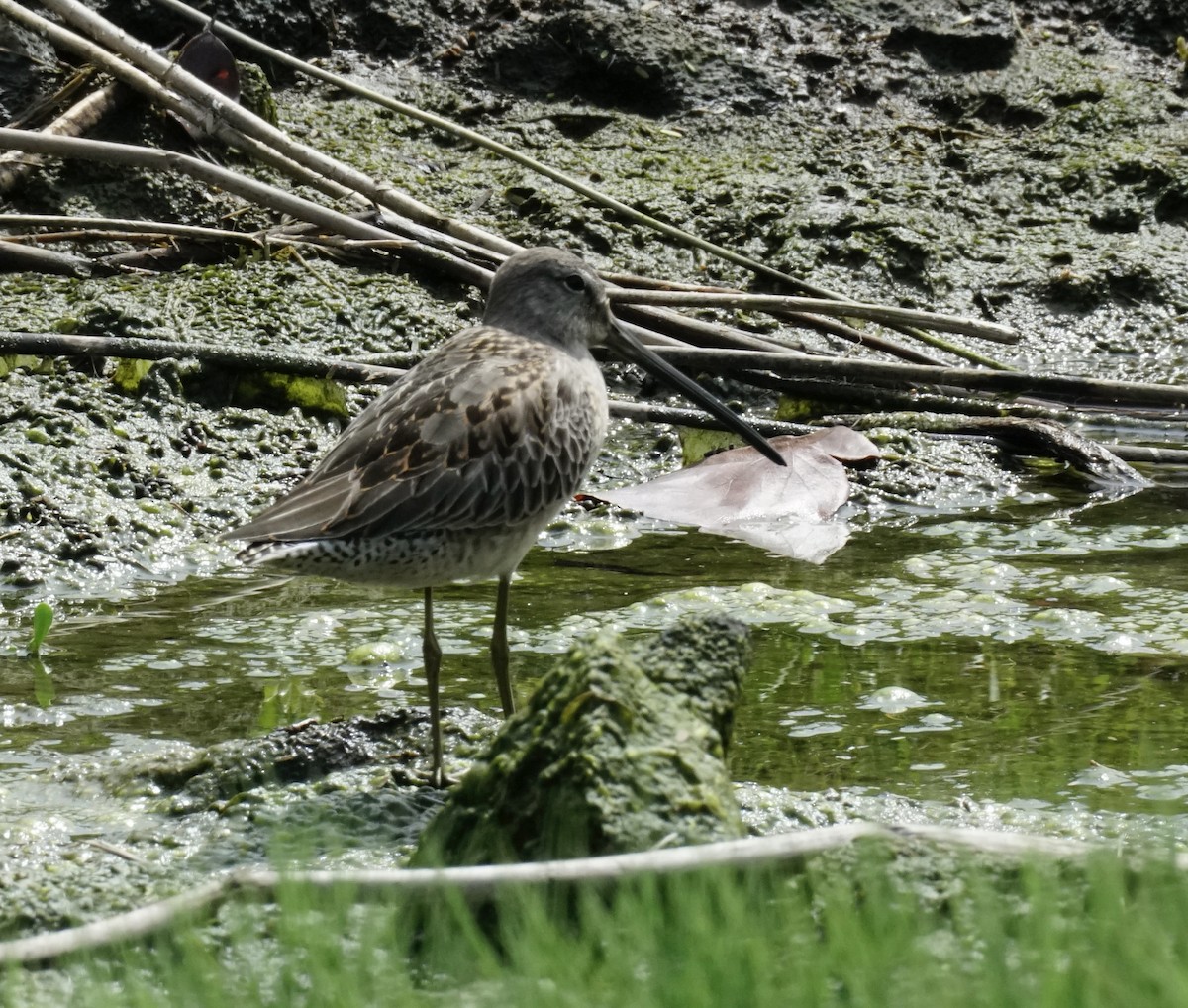 Long-billed Dowitcher - ML496084251