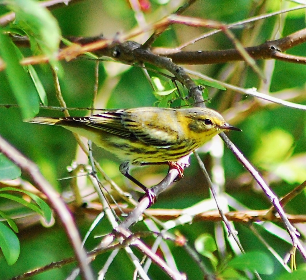 Cape May Warbler - Noel Coutin lobaina