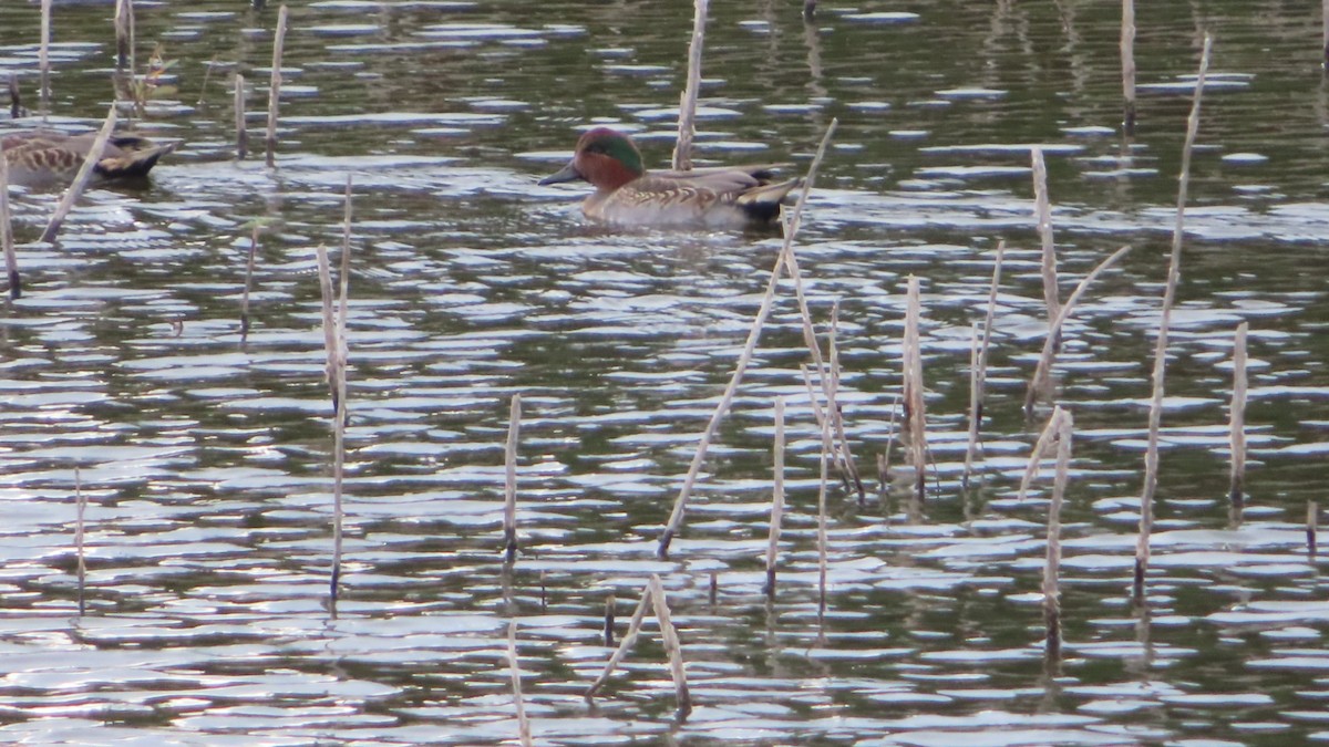 Green-winged Teal - ML496086491