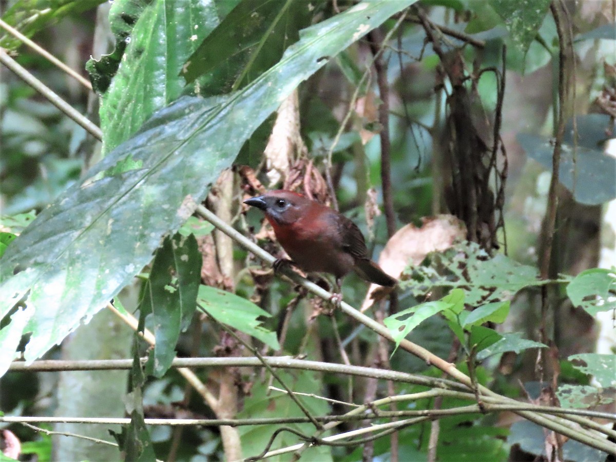 Red-throated Ant-Tanager (Red-throated) - ML496100171