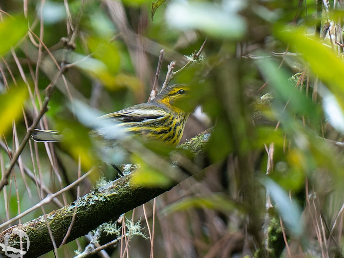 Cape May Warbler - ML496102361