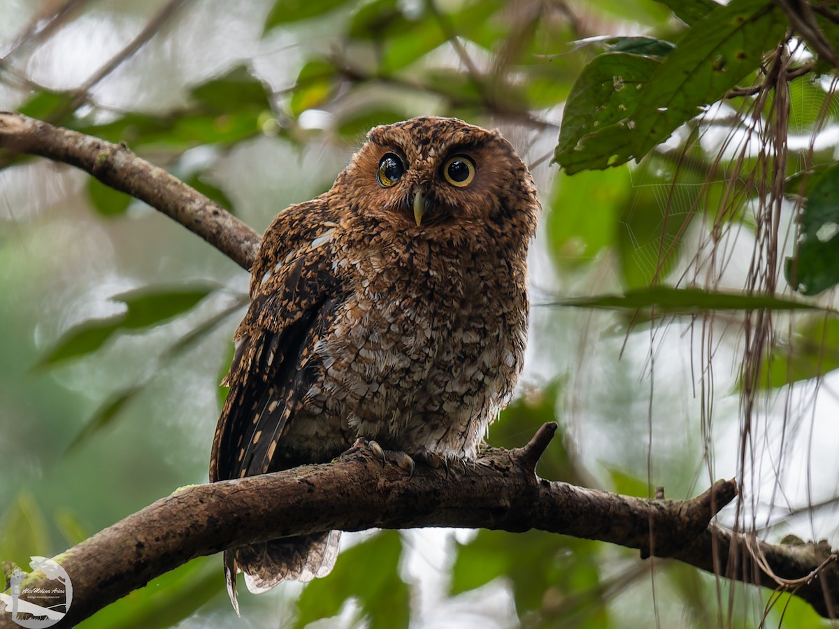 Bare-shanked Screech-Owl - ML496102481