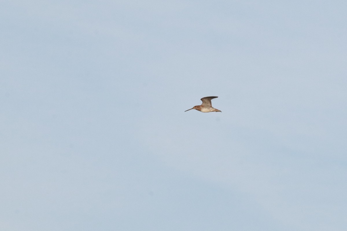 ML496106981 - Wilson's Snipe - Macaulay Library