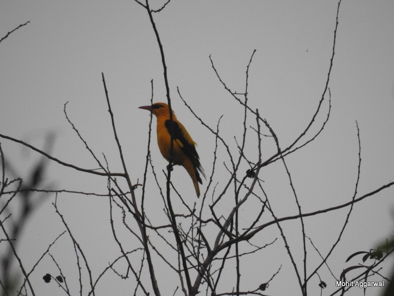 Indian Golden Oriole - Mohit Aggarwal