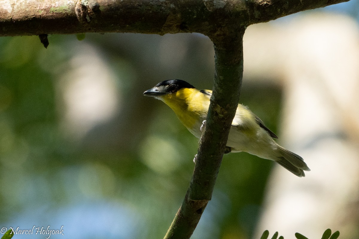 Green-backed Becard (Yellow-cheeked) - ML496108261