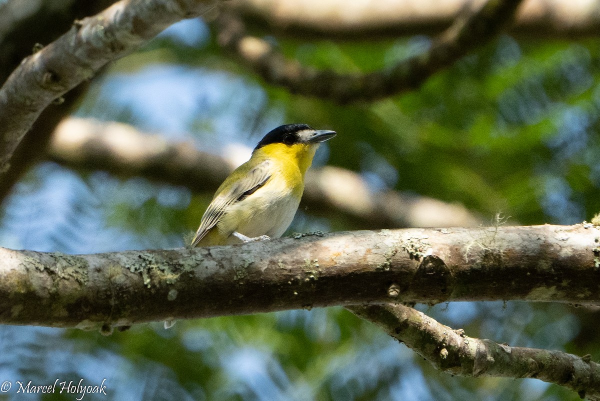 Green-backed Becard (Yellow-cheeked) - ML496108271