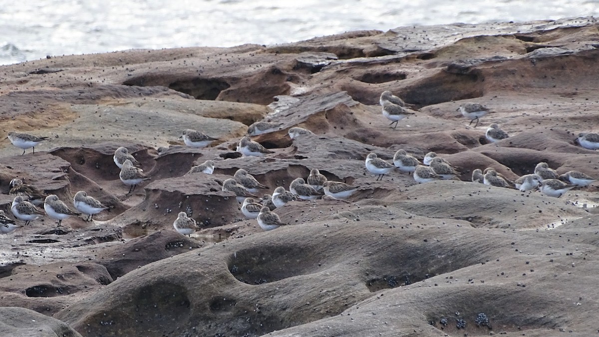 ML496109731 - Red-necked Stint - Macaulay Library