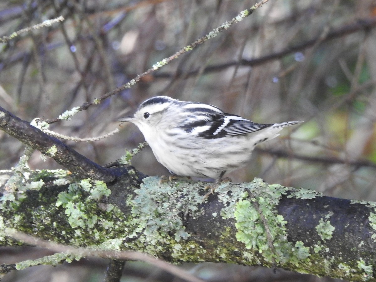 Black-and-white Warbler - ML496112081
