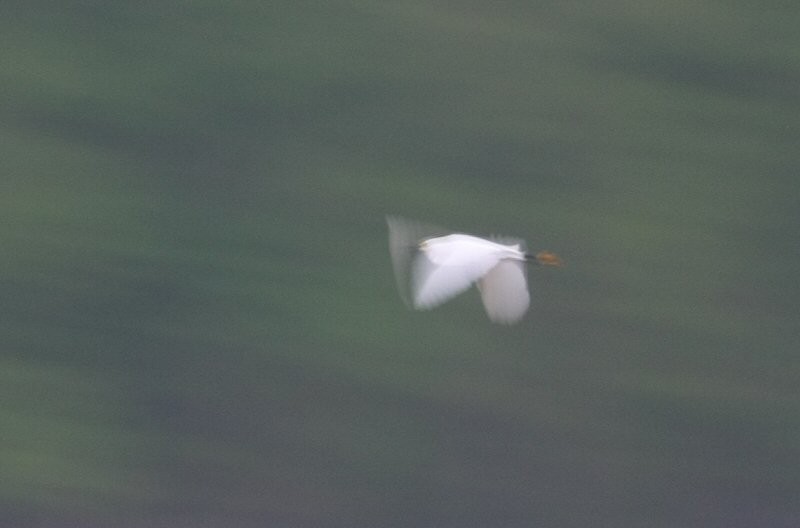 Snowy Egret - William Hull