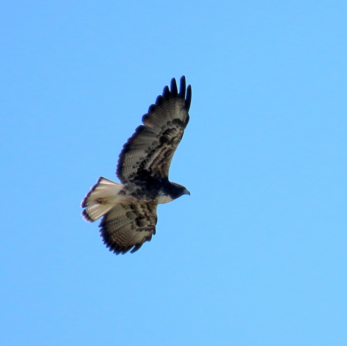 White-tailed Hawk - ML496122961